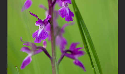 Manns-Knabenkraut (Orchis mascula)