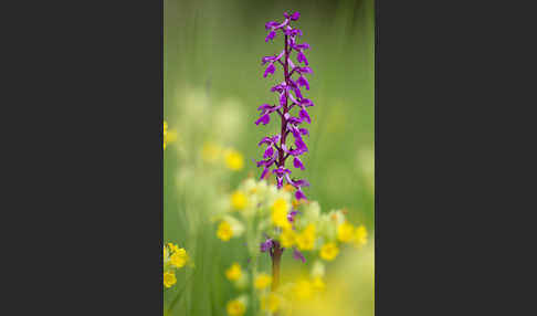 Manns-Knabenkraut (Orchis mascula)