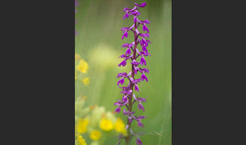 Manns-Knabenkraut (Orchis mascula)