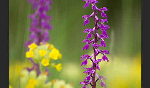 Manns-Knabenkraut (Orchis mascula)