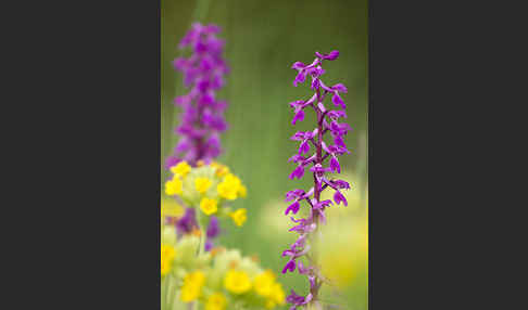 Manns-Knabenkraut (Orchis mascula)