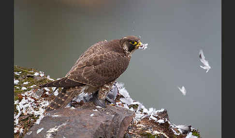 Wanderfalke (Falco peregrinus)