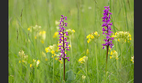 Manns-Knabenkraut (Orchis mascula)