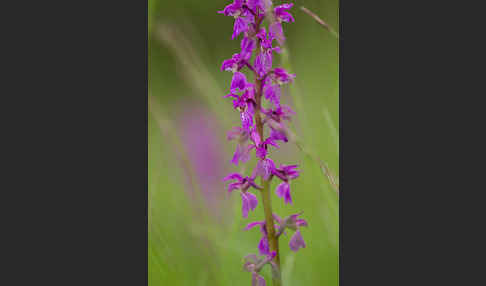 Manns-Knabenkraut (Orchis mascula)