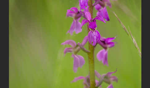 Manns-Knabenkraut (Orchis mascula)