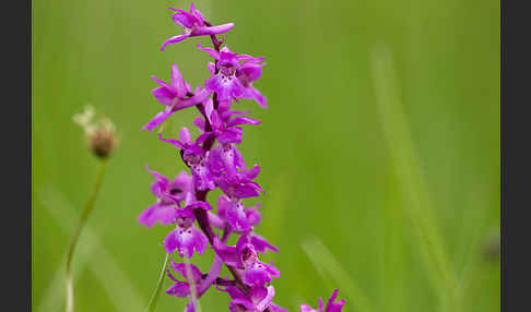 Manns-Knabenkraut (Orchis mascula)