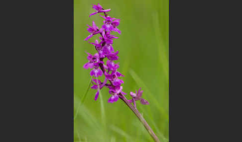 Manns-Knabenkraut (Orchis mascula)