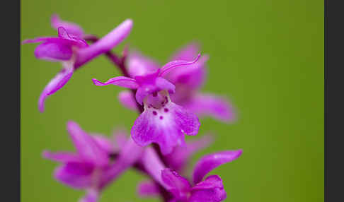 Manns-Knabenkraut (Orchis mascula)