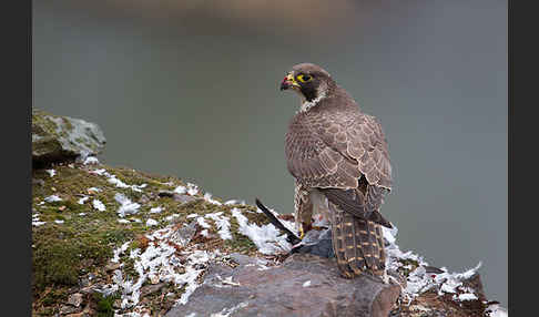 Wanderfalke (Falco peregrinus)