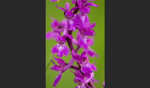 Manns-Knabenkraut (Orchis mascula)