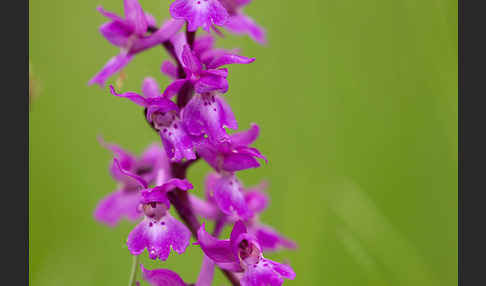 Manns-Knabenkraut (Orchis mascula)