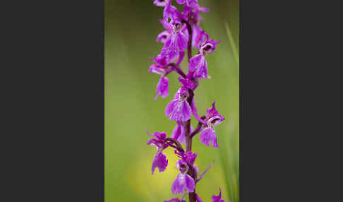 Manns-Knabenkraut (Orchis mascula)