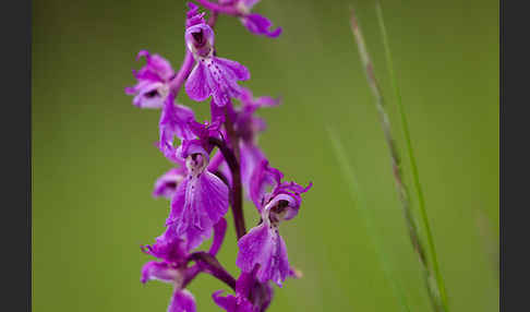 Manns-Knabenkraut (Orchis mascula)