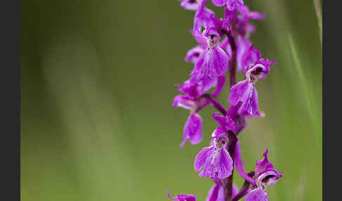 Manns-Knabenkraut (Orchis mascula)