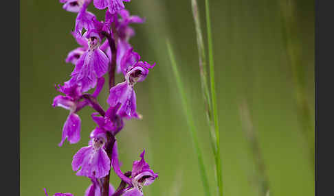 Manns-Knabenkraut (Orchis mascula)