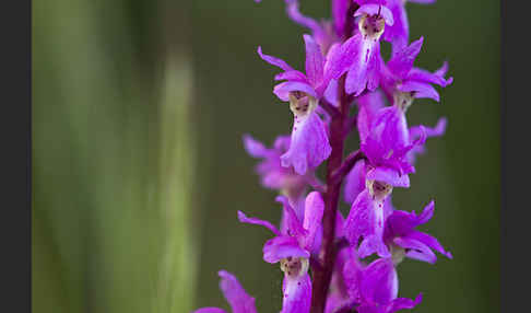 Manns-Knabenkraut (Orchis mascula)