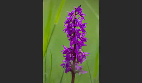 Manns-Knabenkraut (Orchis mascula)