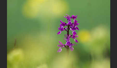 Manns-Knabenkraut (Orchis mascula)