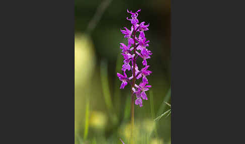 Manns-Knabenkraut (Orchis mascula)