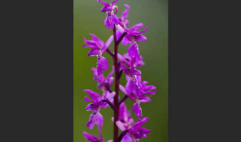 Manns-Knabenkraut (Orchis mascula)