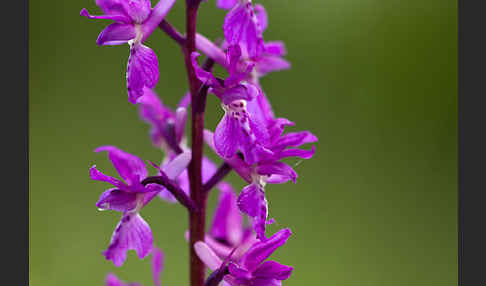 Manns-Knabenkraut (Orchis mascula)