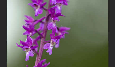 Manns-Knabenkraut (Orchis mascula)