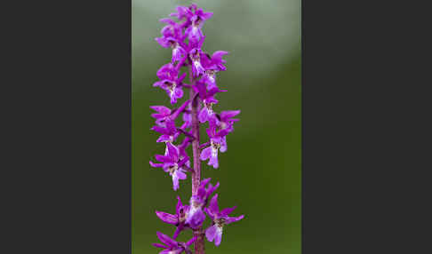 Manns-Knabenkraut (Orchis mascula)