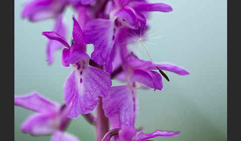 Manns-Knabenkraut (Orchis mascula)