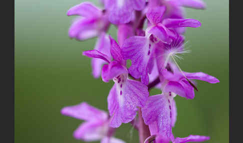 Manns-Knabenkraut (Orchis mascula)