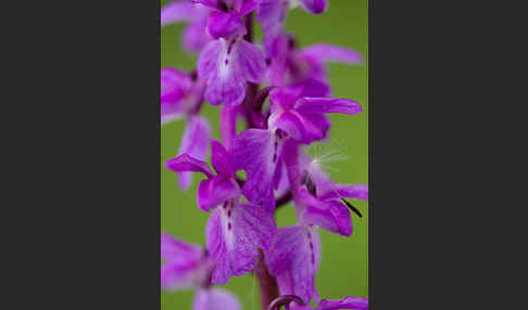 Manns-Knabenkraut (Orchis mascula)