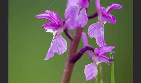 Manns-Knabenkraut (Orchis mascula)