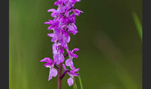 Manns-Knabenkraut (Orchis mascula)