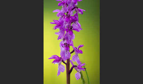 Manns-Knabenkraut (Orchis mascula)