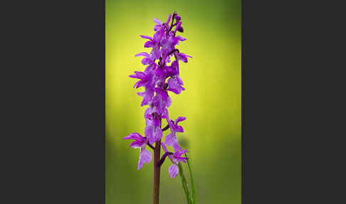 Manns-Knabenkraut (Orchis mascula)