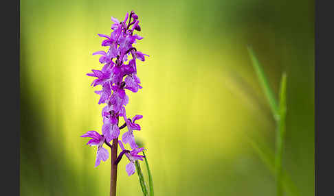 Manns-Knabenkraut (Orchis mascula)