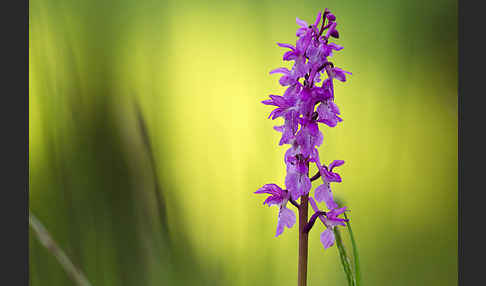 Manns-Knabenkraut (Orchis mascula)