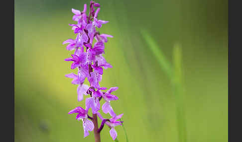 Manns-Knabenkraut (Orchis mascula)