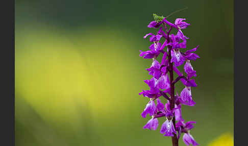 Manns-Knabenkraut (Orchis mascula)