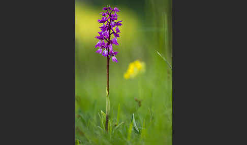 Manns-Knabenkraut (Orchis mascula)