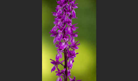 Manns-Knabenkraut (Orchis mascula)