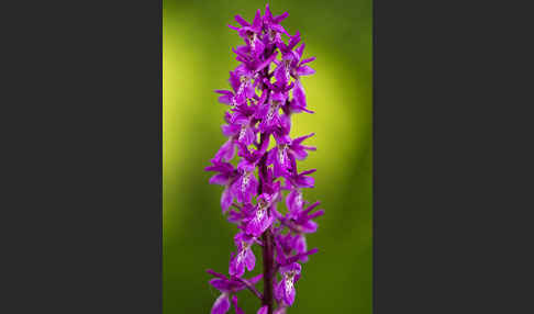 Manns-Knabenkraut (Orchis mascula)