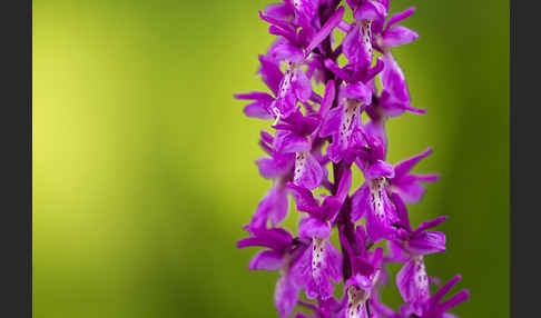 Manns-Knabenkraut (Orchis mascula)