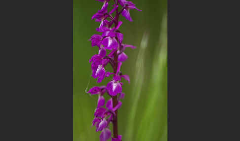 Manns-Knabenkraut (Orchis mascula)