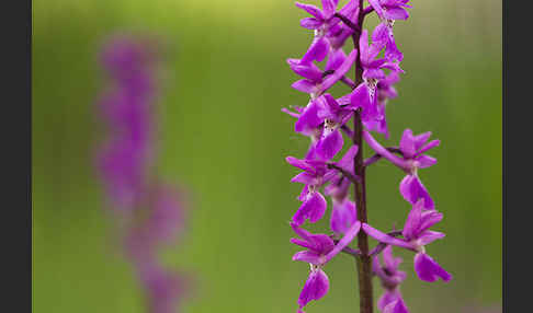 Manns-Knabenkraut (Orchis mascula)