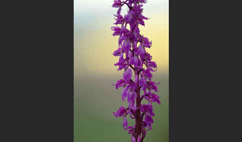 Manns-Knabenkraut (Orchis mascula)