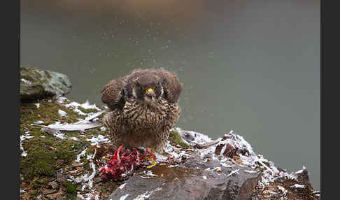 Wanderfalke (Falco peregrinus)