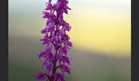 Manns-Knabenkraut (Orchis mascula)