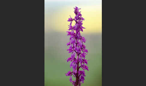 Manns-Knabenkraut (Orchis mascula)