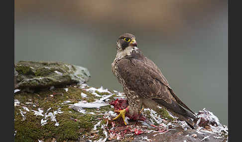 Wanderfalke (Falco peregrinus)