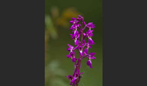 Manns-Knabenkraut (Orchis mascula)